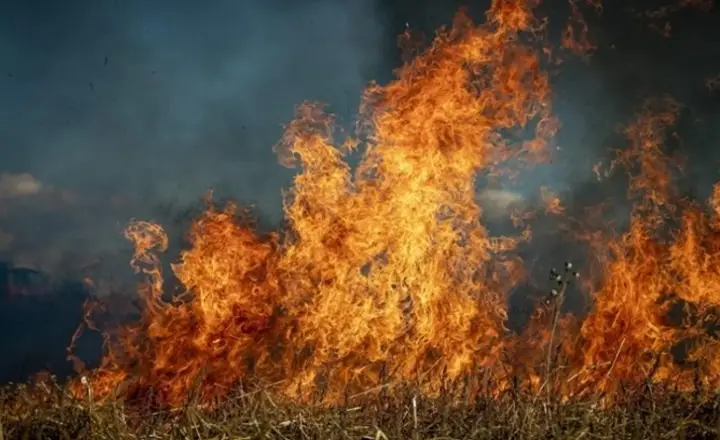 عشرات القتلى والجرحى في حرائق الغابات في الجزائر
