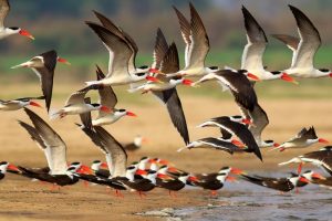 غوفيندبور تصبح “قرية الطيور” الأولى في أوديشا