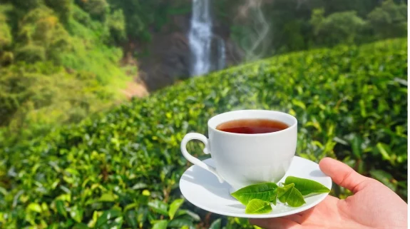 جمعية منتجي الشاي الهندية: تغير المناخ يهدّد قطاع الشاي على مستوى العالم