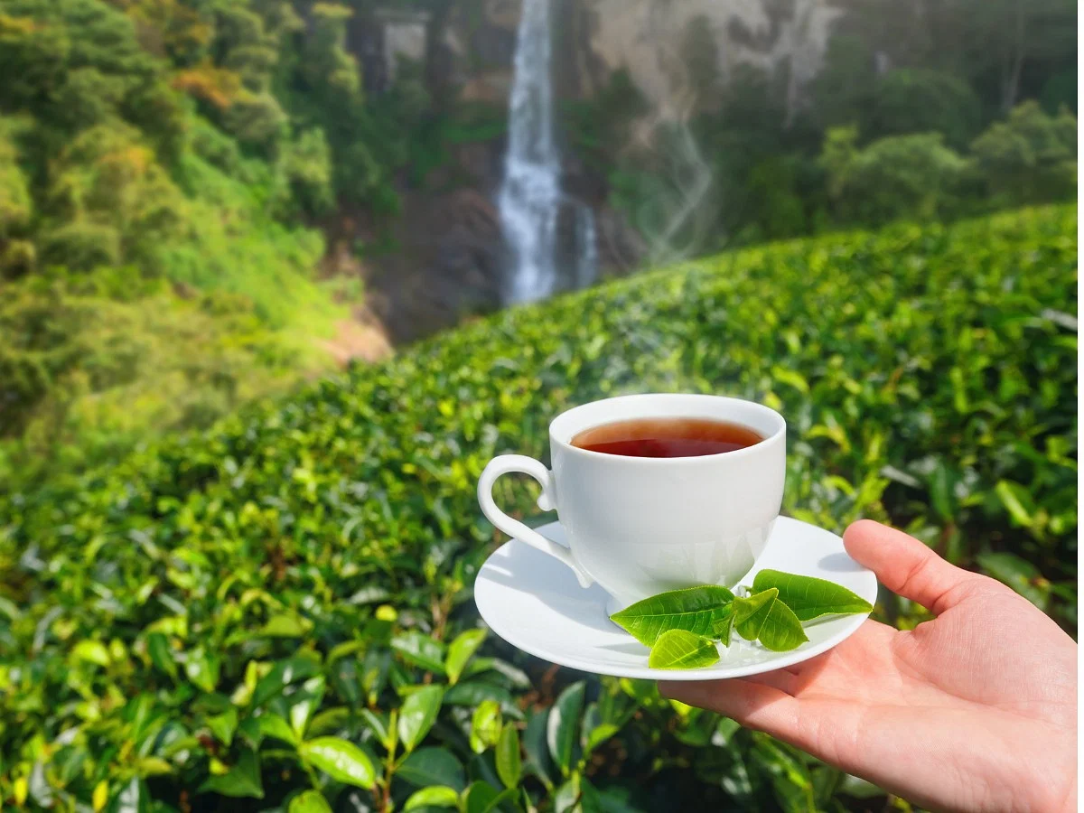 جمعية منتجي الشاي الهندية: تغير المناخ يهدّد قطاع الشاي على مستوى العالم