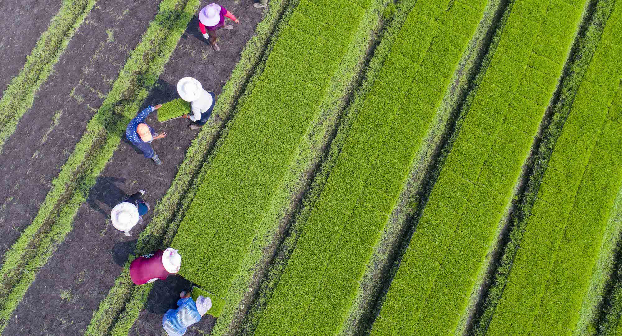 تضرر مساحات كبيرة من محاصيل الأرز في الصين من الأمطار الغزيرة يؤدي إلى مخاوف بشأن الأمن الغذائي